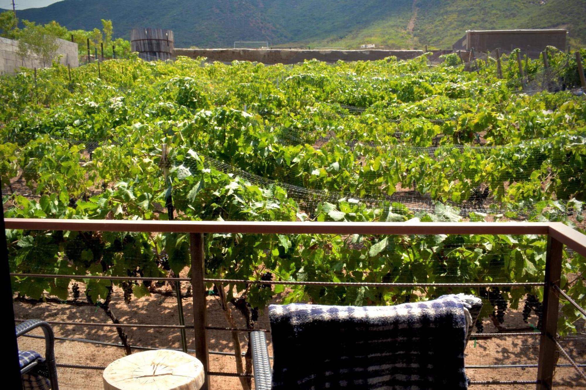 Bed and Breakfast UvaUva eco-retreat Valle de Guadalupe Exterior foto